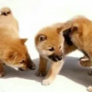 くぅーた
