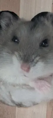 オニギリの画像