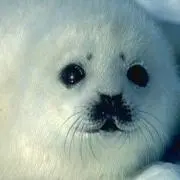 ポニョの画像