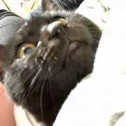 ONIの画像