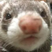 ひーやん