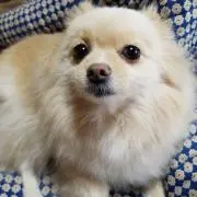 カプ