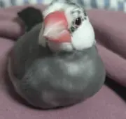 PIKOの画像
