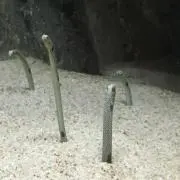 なむ
