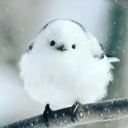 noasternの画像