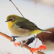 メジロの庭の画像