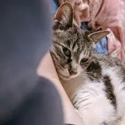 はるちん