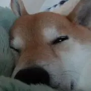 よりたろうの画像