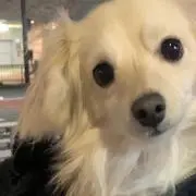 しーしー