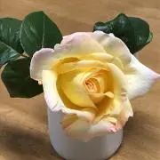 アイの画像