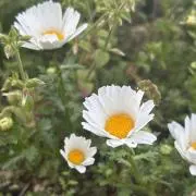 がそりんの画像