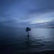 サクの画像
