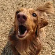 らぶの画像