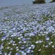 ちぇる★平日15時まで即日配送可の画像