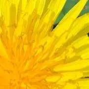 もこもこの画像