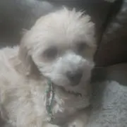 ちょこ