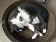 Sho Hieの画像