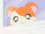 ひまわりの画像