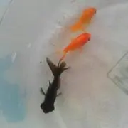 booの画像