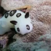 うみうし