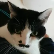 risumi