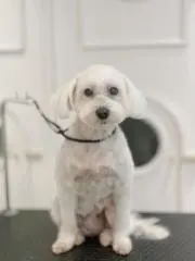 ホープサン