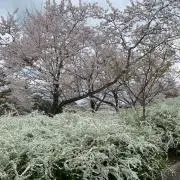 yuukiの画像