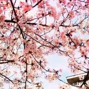 natsuの画像