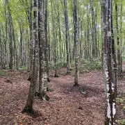 FATの画像