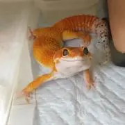 な