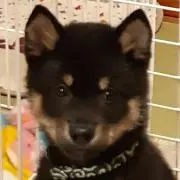 ぶち