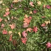 きこ