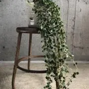 ひろみの画像
