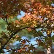 yuumaiの画像