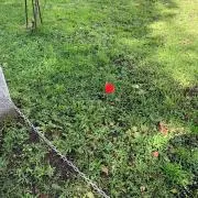 ピッピの画像