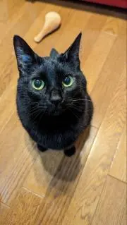ロマネスコの画像