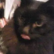 黒猫モジャ