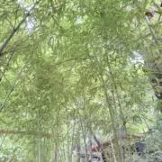 なかの画像