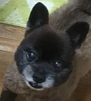 マァちゃん