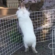 yuibonの画像