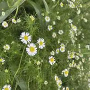 rist _#
