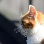 もっぷ