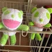 いちごにゃんの画像