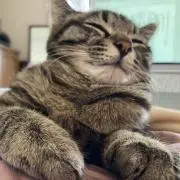 ゆるこの画像