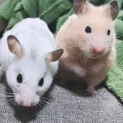 明の画像