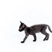 Limeの画像
