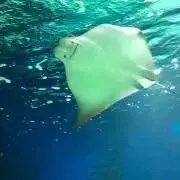 さなさなの画像
