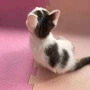 最短発送の画像