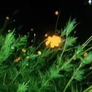 夏の画像