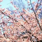decosalonの画像